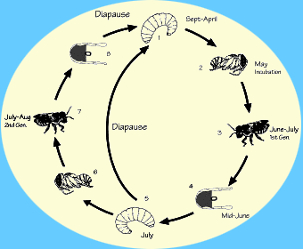 Bee Cycle